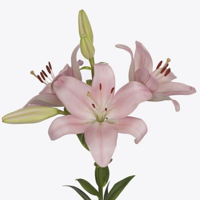 Лилия Пачано Лилия Пачано - Dolina-Sad.Ru