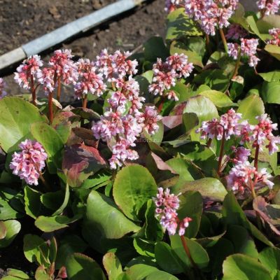 Бадан Беби Долл Бадан Беби Долл - Dolina-Sad.Ru