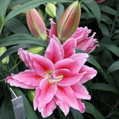 Лилия Роузлили Киара Лилия Роузлили Киара - Dolina-Sad.Ru