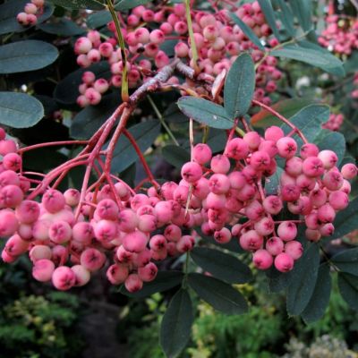 Сладкоплодная рябина Пинк Сладкоплодная рябина Пинк фото