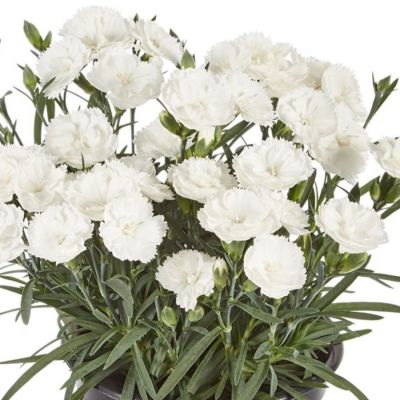 Гвоздика Свит Плеже Вайт - Dolina-Sad.Ru