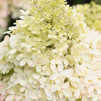 Гортензия метельчатая Роял Флауэр - Dolina-Sad.Ru