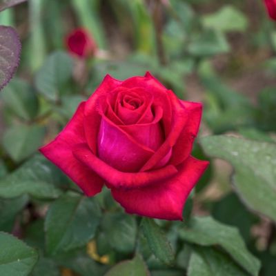 Роза Эскалибур - Dolina-Sad.Ru