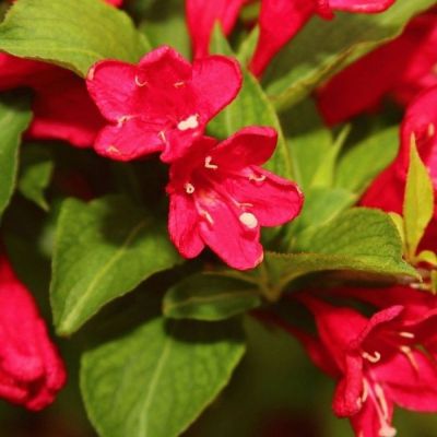 Вейгела Эвита, С3 - Dolina-Sad.Ru