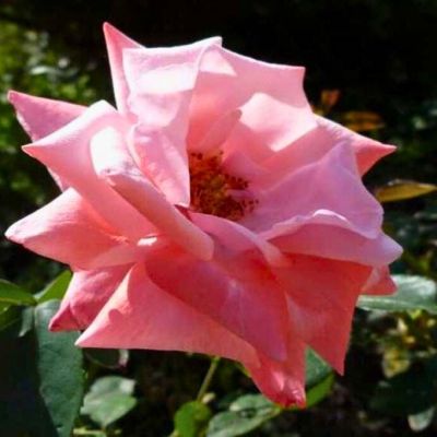 Роза Утро Москвы - Dolina-Sad.Ru