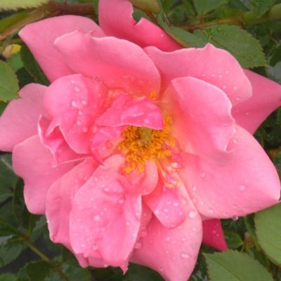 Роза Де Монтервиль Роза Де Монтервиль - Dolina-Sad.Ru