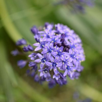 Агапантус Блю Глоб Агапантус Блю Глоб - Dolina-Sad.Ru