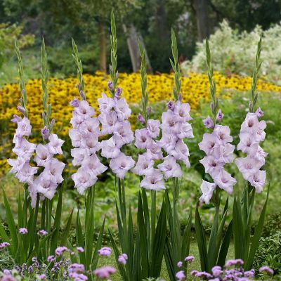 Гладиолус Тропик Блю - Dolina-Sad.Ru