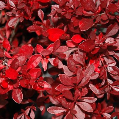 Барбарис Тунберга Венис Барбарис Тунберга Венис - Dolina-Sad.Ru